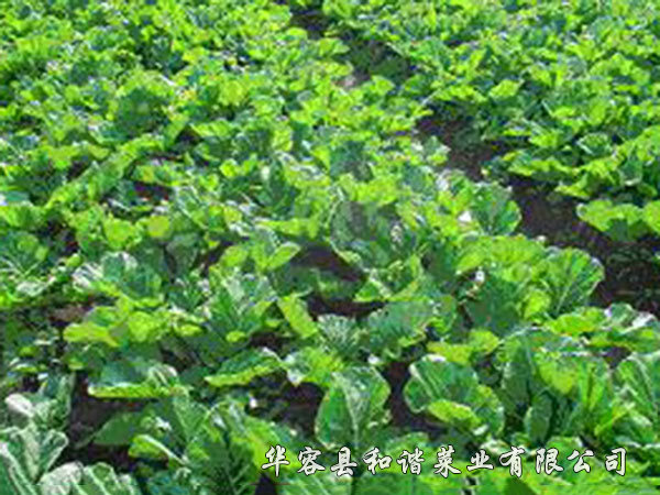梅菜種植基地