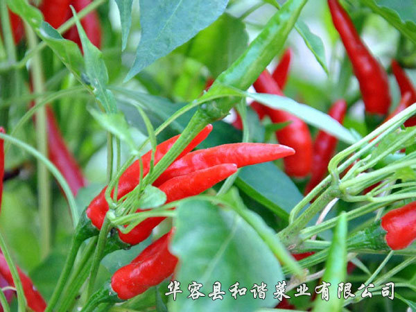 辣椒種植基地