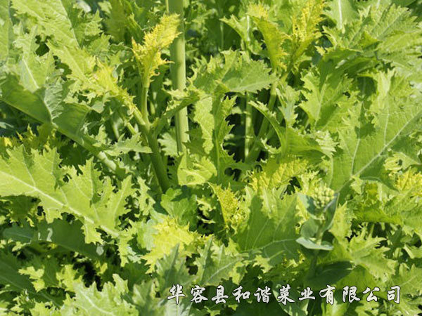 雪菜種植基地