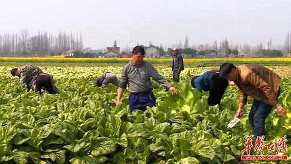華容縣和諧菜業(yè)有限公司,華容魚(yú)酸菜,酸豆角,小米辣
